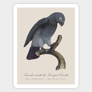 Timneh African Grey Parrot  / Seconde variete du Perroquet Cendre - 19th century Jacques Barraband Illustration Magnet